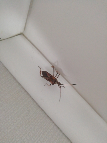 Western Conifer Seed Bug