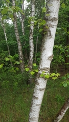 Betula pendula