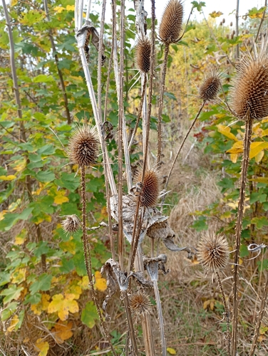 cutleaf teasel