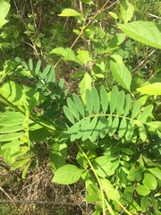 Tephrosia onobrychoides