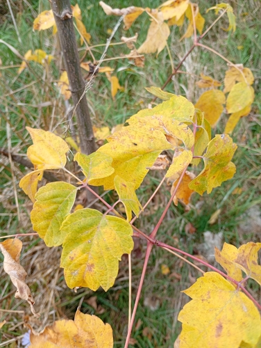 box elder