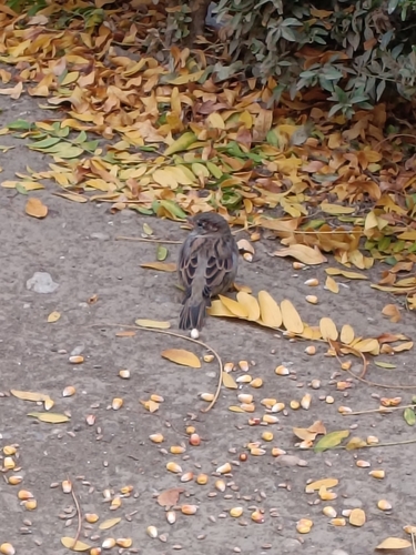 House Sparrow