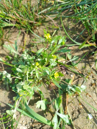 cursed crowfoot