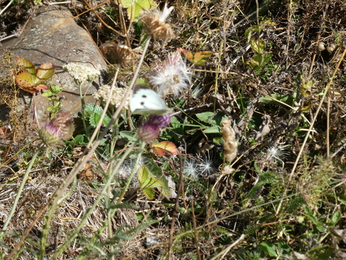 Large White
