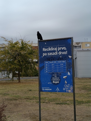 Rook
