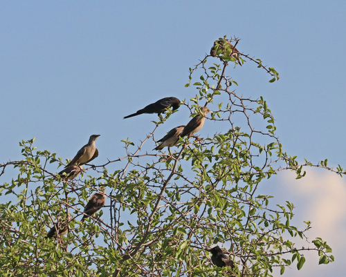 iNaturalist image