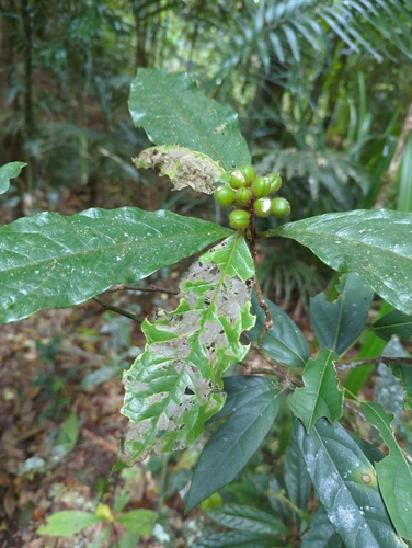Pittosporum rubiginosum observed 2026-10-02