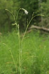 Sanguisorba parviflora
