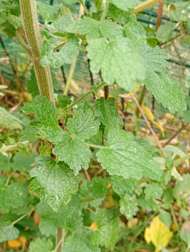 five-bladed motherwort