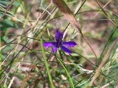 Delphinium consolida paniculatum