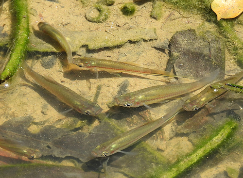 Xiphophorus hellerii observed 2026-10-09