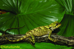 Gonocephalus kuhlii