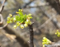Bursera bipinnata