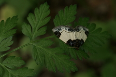 Mesoleuca albicillata