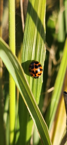 Asian Lady Beetle
