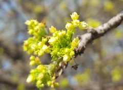 Bursera bipinnata