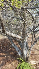 Bursera bipinnata