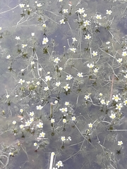 Ranunculus circinatus