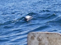 Delphinus