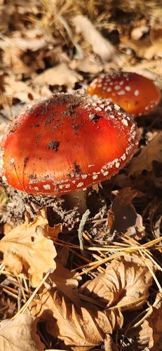 Fly Agaric