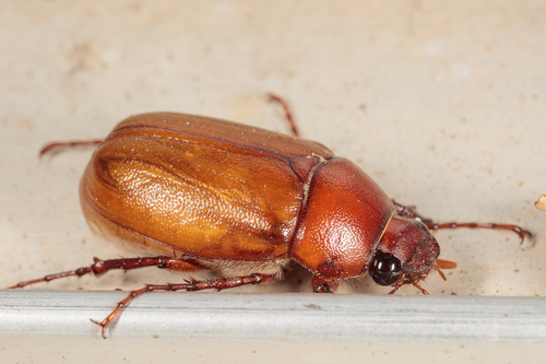 Phyllophaga torta