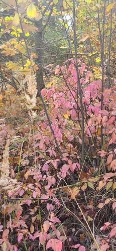 Warty-barked Spindle