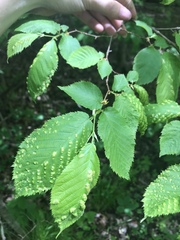 Taphrina virginica