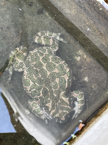 Green Toad
