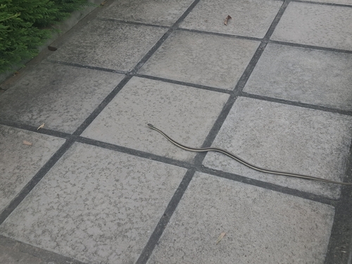 Common Bronzeback Tree Snake