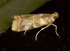 Dioryctria pygmaeella