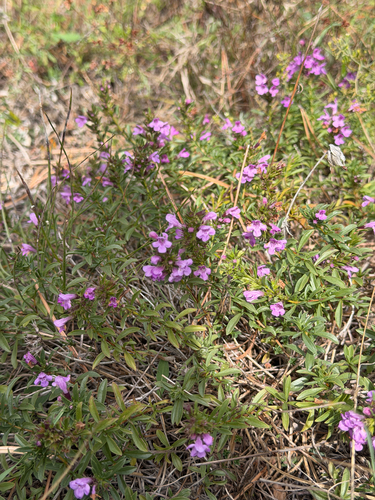 Satureja subspicata