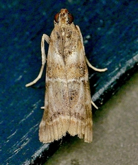 Dioryctria pygmaeella