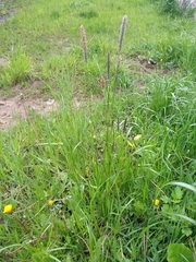 Alopecurus pratensis