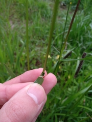 Alopecurus pratensis