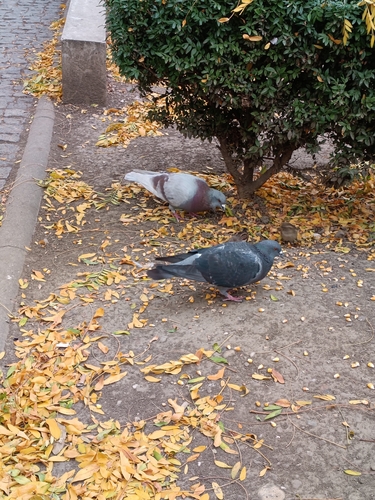 Feral Pigeon