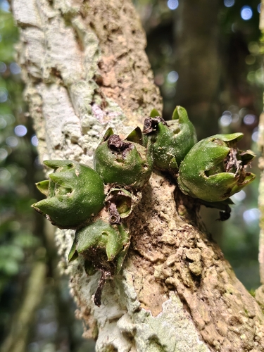 Praravinia suberosa observed 2026-06-18