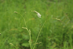 Sanguisorba parviflora