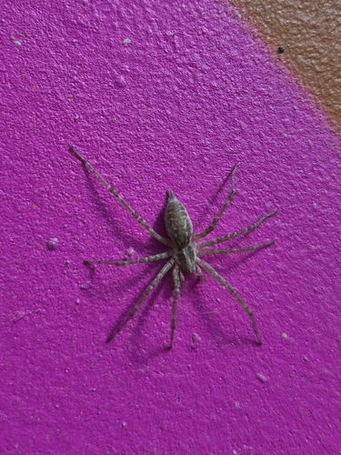 Allagelena gracilens