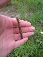 Alopecurus pratensis