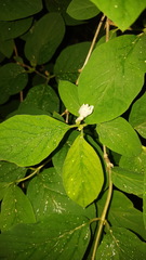 Lonicera xylosteum