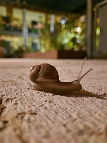 Garden Snail