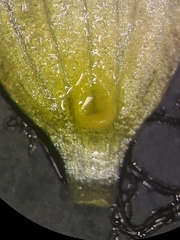 Ranunculus circinatus