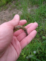 Alopecurus pratensis