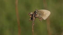 Coenonympha pamphilus