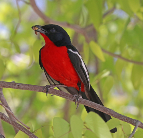iNaturalist image