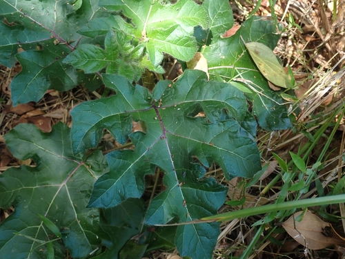 Solanum capsicoides observed 2026-10-09