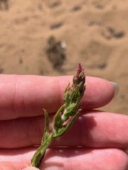 Pseudognaphalium ramosissimum