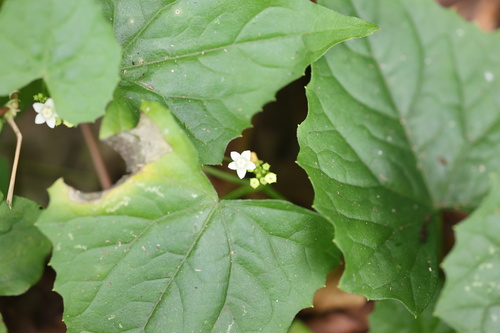 Zehneria guamensis observed 2026-10-09
