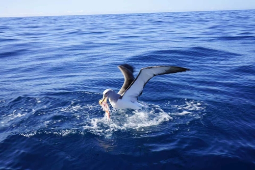 iNaturalist image