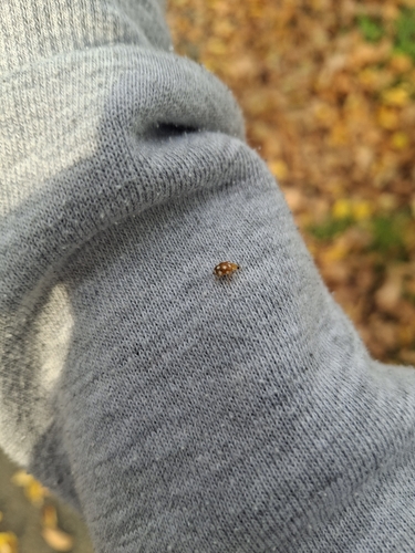 12-spot ladybird